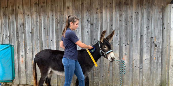 Microchipped donkey being scanned