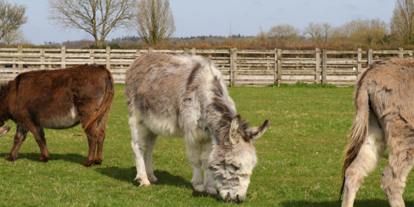 Ricky the Miniature Donkey