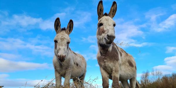 David and Theo standing in their field