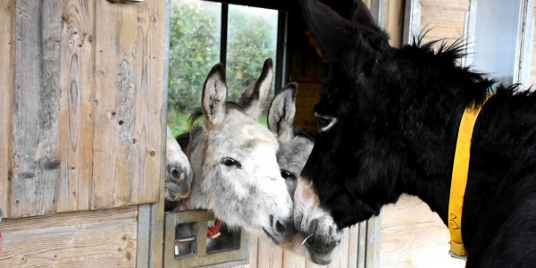 Ruby meeting the herd