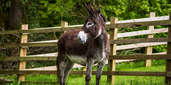 Bonnie by paddock fence