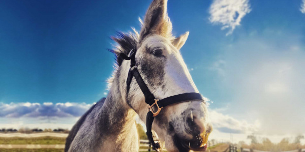 Tulip the mule, rescued in Whitby, is now doing a lot better