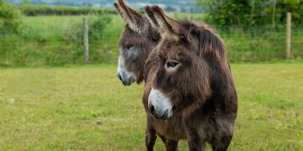 Adoption donkey Felicity with Marko