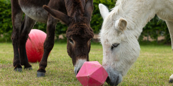 Adoption donkey Rickon participating in an enrichment activity alongside his friend