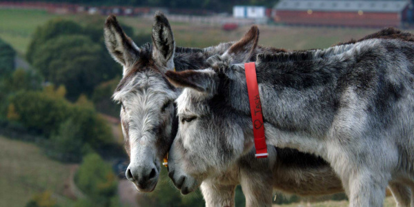 Donkeys form strong bonds with other donkeys