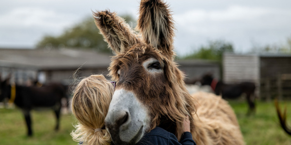 Donkey and gift in wills