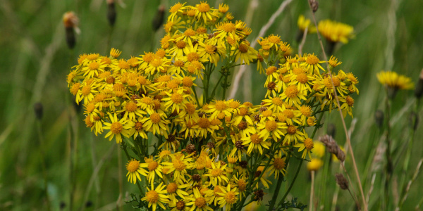 Ragwort in flower.