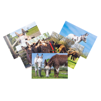 Donkey Sanctuary Greetings Cards