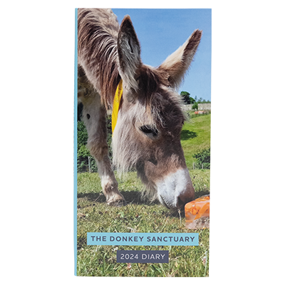 Front cover of 2024 diary with hard cover featuring sanctuary donkey Dora enjoying an ice cool carrot lolly on a sizzling hot day in Sidmouth.