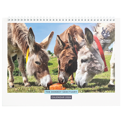 Frony cover of Wall calendar with 12 fabulous images of the sanctuary's work around the world.