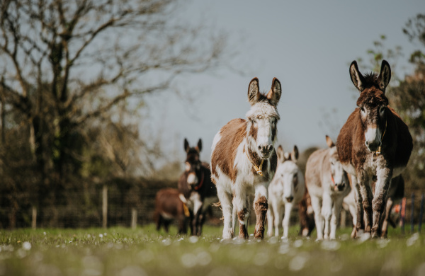 Donkeys turned out into field