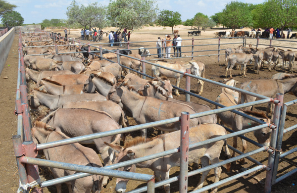 Pens of donkeys at market in Tanzania