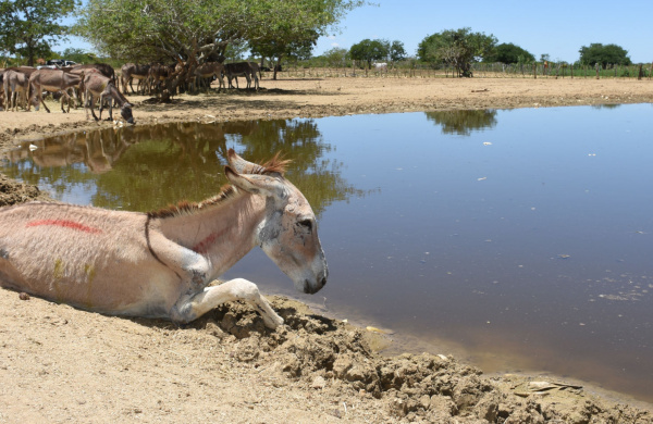 Gabriel stuck by lake in Brazil holding pen