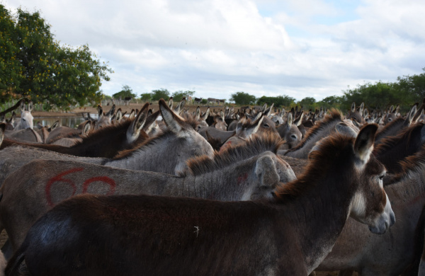 Hundreds of donkeys in holding pen, Brazil