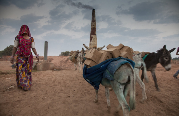 Donkeys walking to India brick kiln