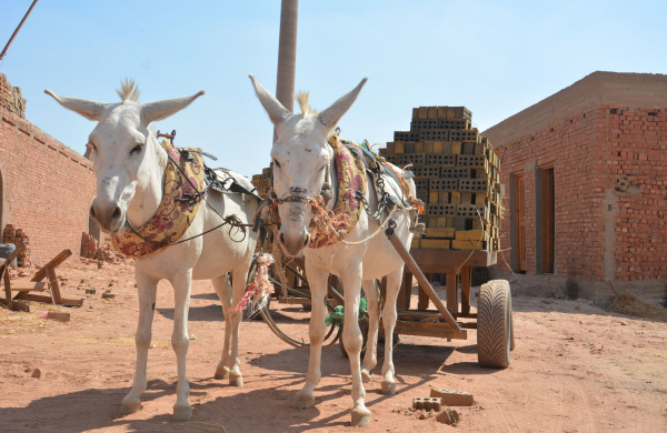 Working donkeys with cart of bricks, Egypt