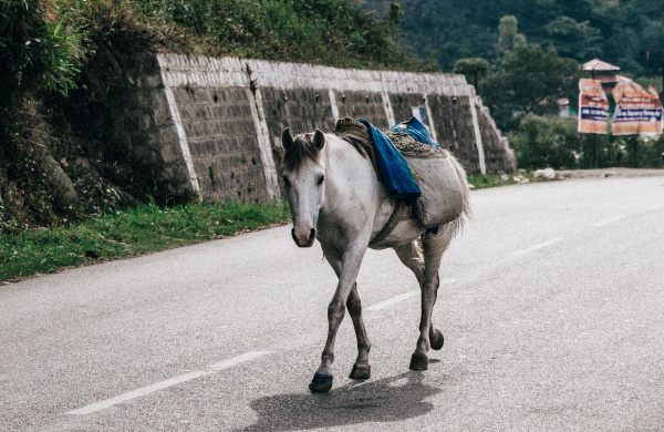 Laden horse in India