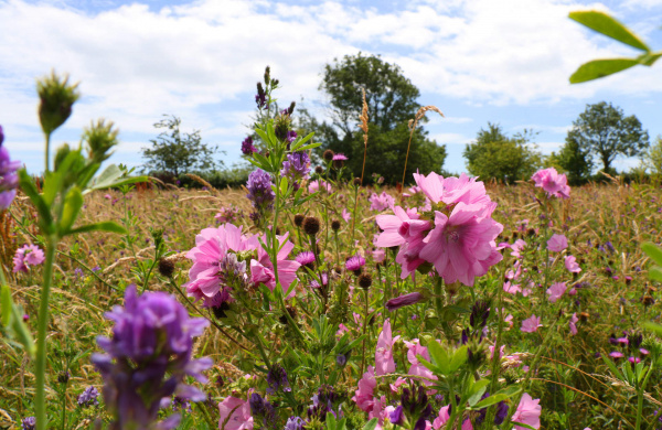 Wildflowers in meadow