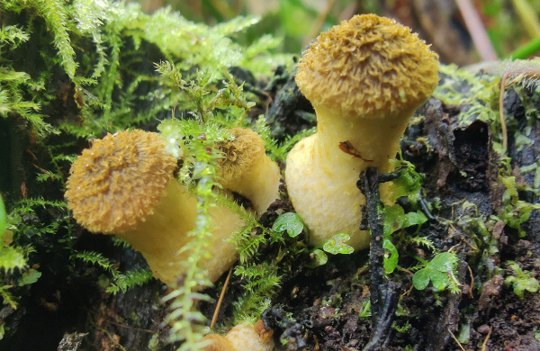 Honey fungus at The Donkey Sanctuary