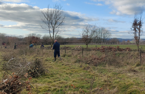 Landscape scene showing volunteers hedge laying.