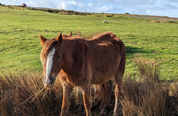 A chestnut mare rescued as part of the Gelligaer operation. Credit: RSPCA