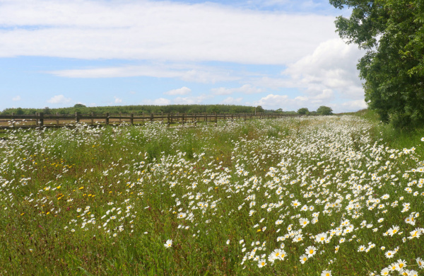 Wildflower meadows at The Donkey Sanctuary.