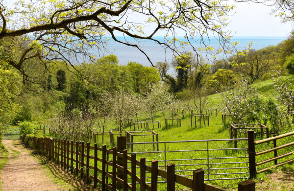 The Field of Dreams at The Donkey Sanctuary Sidmouth.