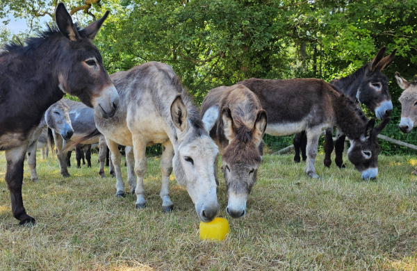 Donkey enrichment at Woods Farm