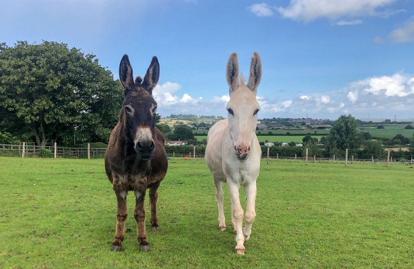 Rehomed donkeys Ben and Pedro.