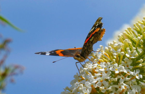 Red Admiral butterfly.