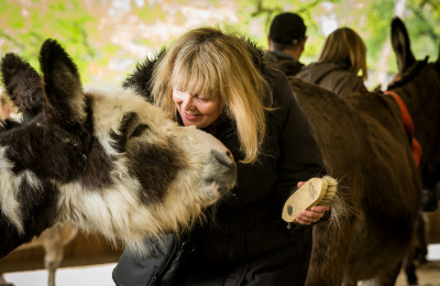 Donkey grooming