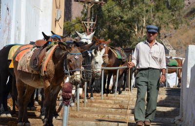 Donkey taxis in Santorini