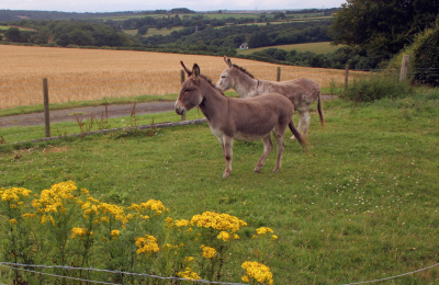 Donkeys in field with ragwort growing