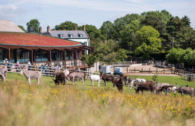 The Kitchen from donkey paddock