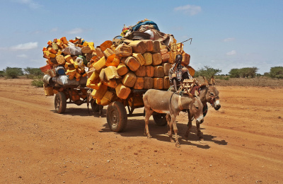 Donkeys' role in during Ethiopian drought