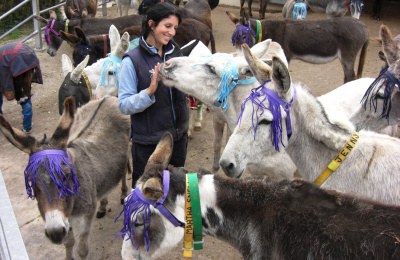 Donkeys wearing fly fringes