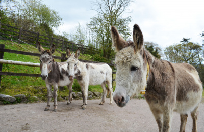 All about donkeys