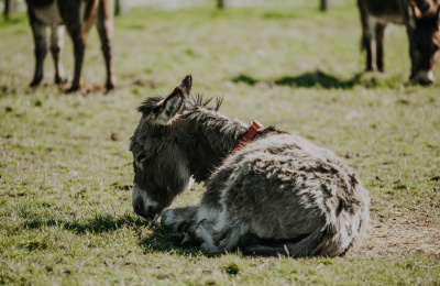 Donkey lying down in field