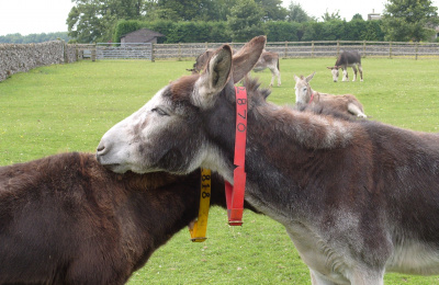 Mutual grooming