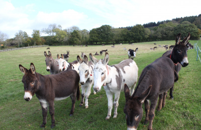 Herd of donkeys