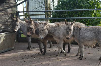 Four foal friends