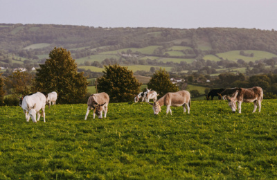 Donkeys at Brookfield