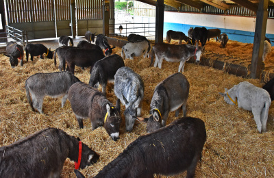 Webcam inside Main Barn