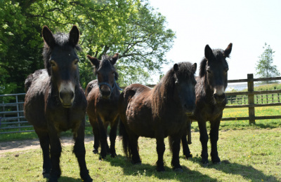 Rescued Scottish mules