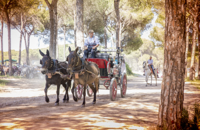 Equines at El Rocio 2018