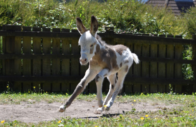 Coby the foal