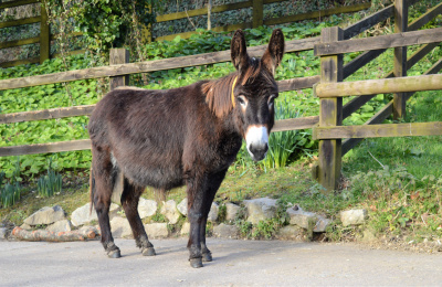 Fudge the pregnant mare