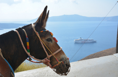 Mule on Santorini steps