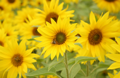 Bumble bee on sunflower