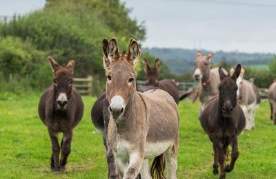 Herd of donkeys in a field